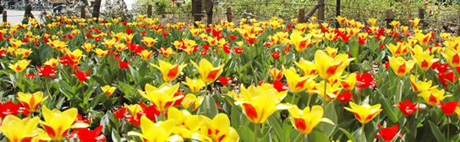 写真:赤や黄色のチューリップの花壇