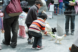 写真:ニワトリに餌をあげる子ども(ふれあい動物園)