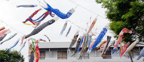 写真:色とりどりのこいのぼり