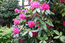 写真:公園にはセイヨウシャクナゲの花も