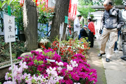 写真:色とりどりのつつじが並ぶ展示即売会