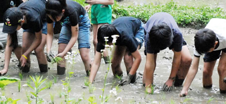 写真:泥だらけになって田植えをする子どもたち
