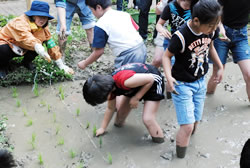 写真：泥だらけになって田植えをする子どもたち
