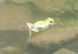 写真:田んぼにはアオガエルも泳ぐ