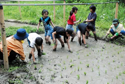 写真:泥だらけになって田植えをする子どもたち