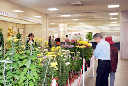 写真:菊を鑑賞する来庁者