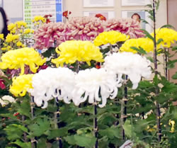 写真:黄色や白の菊の花