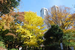 写真:新宿中央公園から都庁を見る