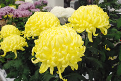 写真:菊の花