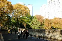 写真:新宿中央公園の紅葉