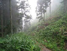 あきる野市森林整備予定地