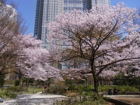 新宿中央公園画像1