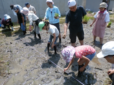 田植えの様子