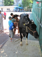 写真：母牛のおなかに触れる子どもたち