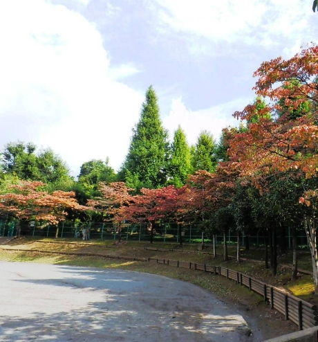 北新宿公園の紅葉