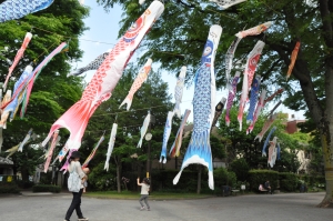 画像：風にそよぐこいのぼりを追いかける女の子