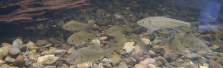 写真：水槽の中の魚たち