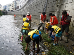 写真:神田川の水草調査をする子どもたち
