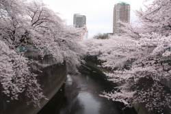 神田川の桜