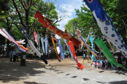 写真:西戸山公園に飾られたこいのぼり