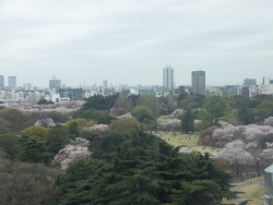 写真：新宿御苑の桜