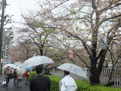 写真：神田川の桜並木