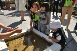 写真:田植えの様子