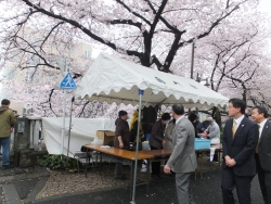 写真:神田川のさくら
