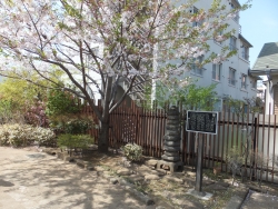 写真:建設予定地の桜
