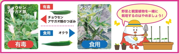 3　身近な植物をむやみに食べない画像