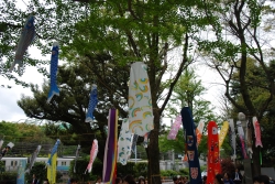 写真:西戸山公園のこいのぼり
