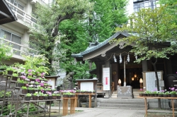 稲荷鬼王神社社殿とサクラソウ展示(全体の様子)