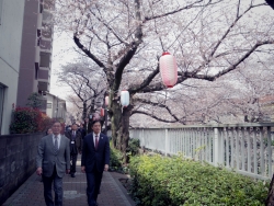 写真:神田川沿いの桜を観る吉住区長
