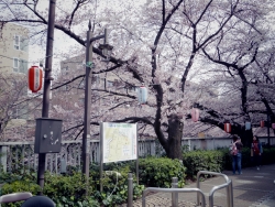 写真:満開になった桜