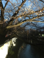 写真:LEDでライトアップされた桜