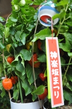 写真:ほおずき市