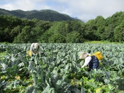 無償提供された友好提携都市・長野県伊那市産のブロッコリーが区立小・中学校の給食に登場小写真1