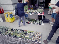 写真:花と苗木の販売コーナー