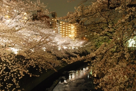 写真：神田川桜ライトアップ