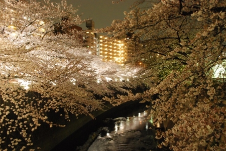 写真:神田川桜ライトアップ