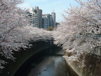写真:日中の神田川の桜