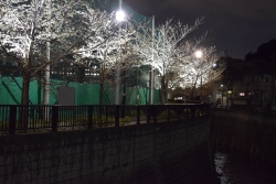 妙正寺川の桜ライトアップ