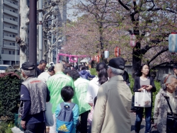 写真：桜並木に賑わう皆様