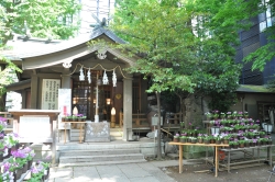 写真:神社とサクラソウ
