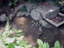 写真:公園の水辺にいたカルガモの親子