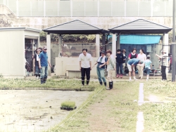 写真:田んぼの様子