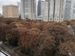 写真：中央公園の紅葉と都庁