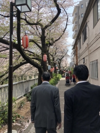 写真:神田川沿いの桜