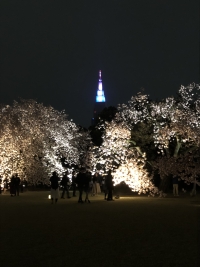 写真:八重桜のライトアップ1