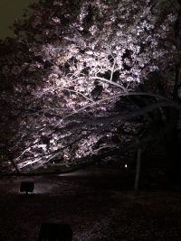 写真:八重桜のライトアップ2
